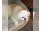 Pekingese Mix DOG FOR ADOPTION RGADN-1253428 - Caitlyn - Pekingese / Mixed