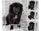Pomeranian Mix DOG FOR ADOPTION RGADN-1253430 - Tulip from Korea - Pomeranian /