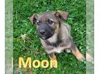 German Shepherd Dog Mix DOG FOR ADOPTION RGADN-1253436 - Moon - German Shepherd