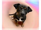 Rottweiler Mix DOG FOR ADOPTION RGADN-1253442 - DECKIE - Rottweiler / Mixed