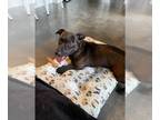 Dachshund-Labrador Retriever Mix DOG FOR ADOPTION RGADN-1253449 - RUPERT -