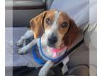 Beagle DOG FOR ADOPTION RGADN-1253460 - Shauna - Beagle Dog For Adoption