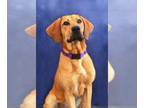 Bloodhound Mix DOG FOR ADOPTION RGADN-1253464 - Lolah - Bloodhound / Mixed Dog