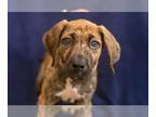 Bloodhound-Mastiff Mix DOG FOR ADOPTION RGADN-1253466 - Jasmine - Mastiff /