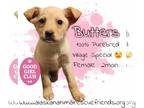 Huskies Mix DOG FOR ADOPTION RGADN-1253482 - Butters - Terrier / Husky / Mixed