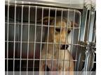 Labrador Retriever DOG FOR ADOPTION RGADN-1253486 - QUINN - Labrador Retriever