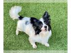 Papillon DOG FOR ADOPTION RGADN-1253495 - EER - Papillon (medium coat) Dog For