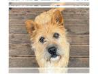 Cairwich Terrier DOG FOR ADOPTION RGADN-1253496 - SOONSIM - Norwich Terrier /