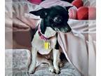 Rat Terrier Mix DOG FOR ADOPTION RGADN-1253497 - Cherish (WA) - Rat Terrier /