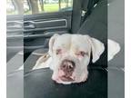 Boxer DOG FOR ADOPTION RGADN-1253505 - goober - Boxer Dog For Adoption