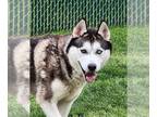 Mix DOG FOR ADOPTION RGADN-1253509 - Maya - Husky / Terrier Dog For Adoption