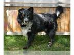 Bordernese DOG FOR ADOPTION RGADN-1253511 - ROCKY - Border Collie / Bernese