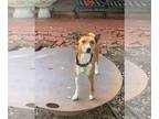 Basenji DOG FOR ADOPTION RGADN-1253544 - Goose - Basenji (short coat) Dog For