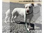 Bull Terrier-Pembroke Welsh Corgi Mix DOG FOR ADOPTION RGADN-1253551 - Stella -