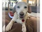 Labbe DOG FOR ADOPTION RGADN-1253553 - Shirley - Beagle / Labrador Retriever /