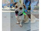 Basset Hound-Labrador Retriever Mix DOG FOR ADOPTION RGADN-1253556 - Ronaldo -