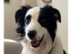 Border Collie DOG FOR ADOPTION RGADN-1253565 - Jango - Border Collie Dog For