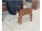 Boxer DOG FOR ADOPTION RGADN-1253569 - Tyson XI - Boxer Dog For Adoption