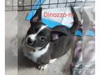 Cojack DOG FOR ADOPTION RGADN-1253572 - Dinozzo - Jack Russell Terrier / Corgi /
