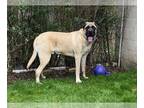 Mastiff DOG FOR ADOPTION RGADN-1253575 - Hank - Mastiff Dog For Adoption