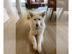 Samoyed DOG FOR ADOPTION RGADN-1253576 - Samantha - Samoyed / Husky Dog For