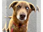 Mix DOG FOR ADOPTION RGADN-1253578 - Sammie - Husky / Retriever Dog For