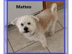 Bichon Frise Mix DOG FOR ADOPTION RGADN-1253579 - Matteo - Bichon Frise / Mixed