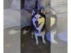 Mix DOG FOR ADOPTION RGADN-1253582 - Link (Husky) - Husky (medium coat) Dog