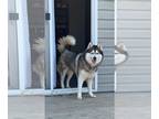 Mix DOG FOR ADOPTION RGADN-1253583 - Athena - Husky / Alaskan Malamute (medium