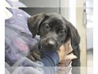 Plott Hound Mix DOG FOR ADOPTION RGADN-1253588 - Ivy - Black Labrador Retriever