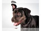 American Staffordshire Terrier Mix DOG FOR ADOPTION RGADN-1253590 - HARLEY -