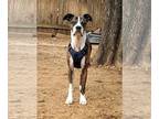Boxer DOG FOR ADOPTION RGADN-1253591 - Deuce Biggalow - Boxer Dog For Adoption