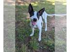 Rat Terrier-Retriever Mix DOG FOR ADOPTION RGADN-1253592 - Malenia - Retriever /