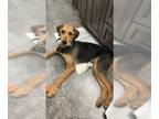 Airedale Terrier-Golden Retriever Mix DOG FOR ADOPTION RGADN-1253593 - Griffin -