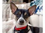 Rat Terrier Mix DOG FOR ADOPTION RGADN-1253598 - Ziggy (MD) - Rat Terrier /