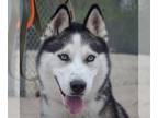 Mix DOG FOR ADOPTION RGADN-1253600 - Ice - Husky (short coat) Dog For Adoption