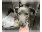 Blue Lacy Mix DOG FOR ADOPTION RGADN-1253613 - MAYLEE - Blue Lacy / Mixed