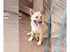 Chocolate Labrador retriever-Norwegian Elkhound Mix DOG FOR ADOPTION