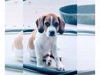 Beagle Mix DOG FOR ADOPTION RGADN-1253620 - Bailey - Beagle / Mixed (short coat)