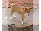 Basenji DOG FOR ADOPTION RGADN-1253625 - Rena - Basenji (short coat) Dog For
