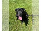 Labrador Retriever DOG FOR ADOPTION RGADN-1253628 - ROXY - Labrador Retriever