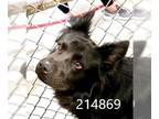 Chow Chow-Labrador Retriever Mix DOG FOR ADOPTION RGADN-1253640 - EMMITT - Chow