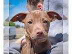 Border Collie-Chocolate Labrador retriever Mix DOG FOR ADOPTION RGADN-1253646 -