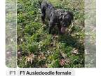 Aussiedoodle DOG FOR ADOPTION RGADN-1253653 - Midnight - Australian Shepherd /