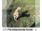 Golden Retriever DOG FOR ADOPTION RGADN-1253654 - Carmela - Golden Retriever /