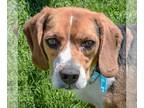 Beagle DOG FOR ADOPTION RGADN-1253655 - Hank - Beagle (short coat) Dog For