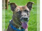 Dutch Shepherd -Treeing Walker Coonhound Mix DOG FOR ADOPTION RGADN-1253658 -