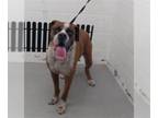 Boxer DOG FOR ADOPTION RGADN-1253677 - MOROCCO - Boxer (medium coat) Dog For