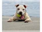 Bullboxer Pit DOG FOR ADOPTION RGADN-1253682 - Bandy - American Pit Bull Terrier