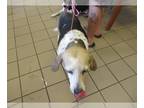 Beagle Mix DOG FOR ADOPTION RGADN-1253683 - WANDA - Beagle / Mixed (medium coat)